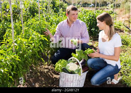 Couple positif cueillant la récolte de poivre vert dans le jardin Banque D'Images