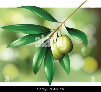 Olives sur une scène de branche Illustration de Vecteur