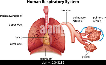 Système respiratoire humain Illustration de Vecteur