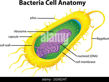 Structure cellulaire des bactéries Illustration de Vecteur