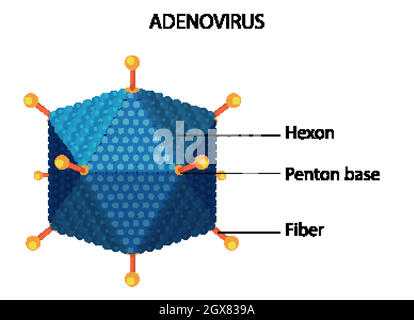 Diagramme de structure de l'adénovirus sur fond blanc Illustration de Vecteur