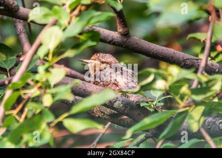 Tour de cou eurasien ou tour de cou du nord, Jynx torquilla, assis sur un arbre. Le wryneck eurasien est une espèce de wryneck de la famille des pics à bois. Banque D'Images