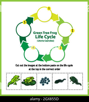 Schéma montrant le cycle de vie de la grenouille Illustration de Vecteur