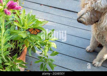 Blonde Goldendoodle chien montres récemment éclos femelle Western monarque papillon étendant des ailes sur la plante dans le jardin; interaction entre animal et sauvage Banque D'Images