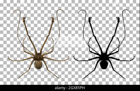 Amblypygi sur fond transparent Illustration de Vecteur