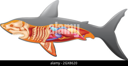 Anatomie d'un requin Illustration de Vecteur