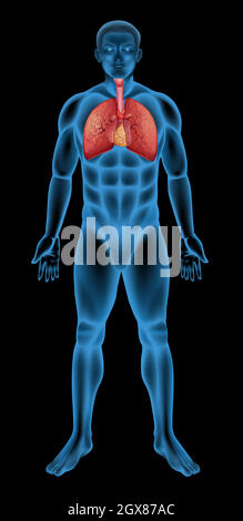 Système respiratoire humain Illustration de Vecteur