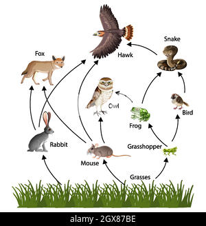 Diagramme de concept de la chaîne alimentaire Illustration de Vecteur