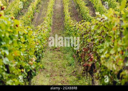 REMICH, LUXEMBOURG-OCTOBRE 2021 : reportage sur la récolte saisonnière de raisins Pinot Noir dans les vignobles Banque D'Images