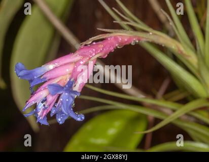 Fleurs et feuillage de Tillandsia aeranthos', une broméliade, plante à air, avec de belles fleurs bleues et des bractées roses recouvertes de gouttes de pluie Banque D'Images