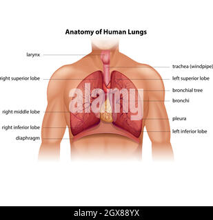 Anatomie des poumons humains Illustration de Vecteur