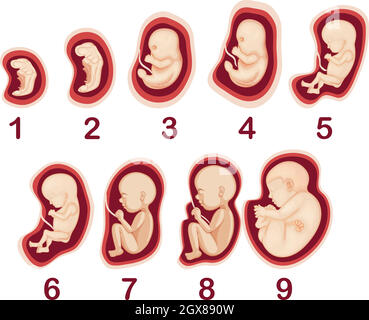 Vecteur du développement de l'embryon humain Illustration de Vecteur