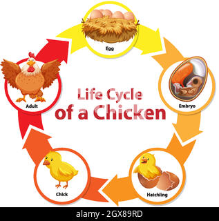 Schéma montrant le cycle de vie du poulet Illustration de Vecteur