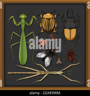 Ensemble de différents insectes dans le cadre en bois arrière-plan Illustration de Vecteur