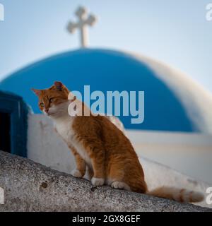 Un chat rouge se trouve sur une maison dans l'archipel de Santorini. Banque D'Images