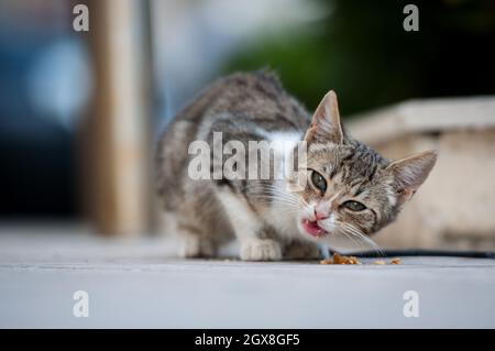 Chaton rayé mange de la nourriture sèche sur le trottoir Banque D'Images