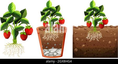 Ensemble de plantes de fraise avec racines isolées sur fond blanc Illustration de Vecteur