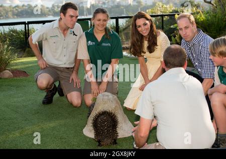 Catherine, duchesse de Cambridge et Prince William, duc de Cambridge, regarde une échidna se nourrir d'une réplique de termite au zoo de Taronga à Sydney, en Australie. Banque D'Images