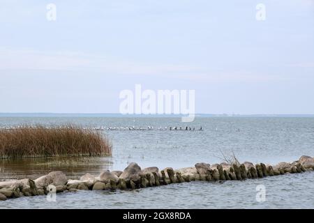 La côte de la lagune de Curonian avec de hautes roseaux verts et un brise-lames en pierre et des mouettes lors d'une journée ensoleillée d'été Banque D'Images