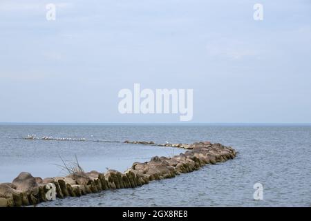 La côte de la lagune de Curonian avec de hautes roseaux verts et un brise-lames en pierre et des mouettes lors d'une journée ensoleillée d'été Banque D'Images