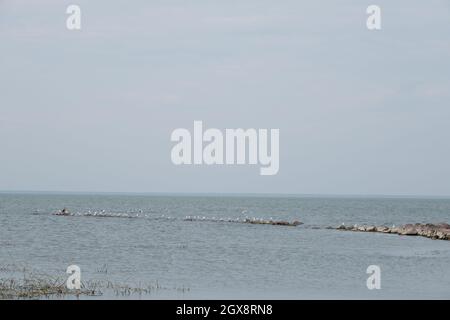 La côte de la lagune de Curonian avec de hautes roseaux verts et un brise-lames en pierre et des mouettes lors d'une journée ensoleillée d'été Banque D'Images