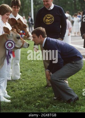 Le prince Andrew, plus tard duc de York, vient face à face avec une vache au Canada en 1985.Anwar Hussein/allactiondigital.com Banque D'Images