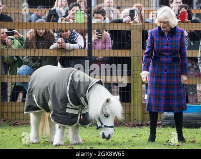 Camilla, la duchesse de Cornwall rencontre un poney miniature alors qu'elle visite le centre équestre Brixton de l'organisme de bienfaisance Ebony Horse Club pour célébrer le 21e anniversaire du club le 16 février 2017. Banque D'Images