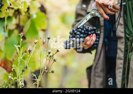 REMICH, LUXEMBOURG-OCTOBRE 2021 : reportage sur la récolte saisonnière de raisins Pinot Noir dans les vignobles Banque D'Images