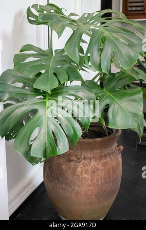 Plante de maison verte dans un pot, photo de stock Banque D'Images