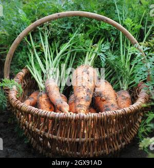 Carottes biologiques fraîchement récoltées et colorées dans un panier sur le marché agricole. Attention sélective, gros plan. Banque D'Images