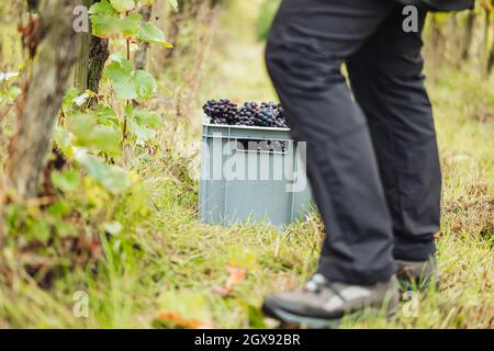 REMICH, LUXEMBOURG-OCTOBRE 2021 : reportage sur la récolte saisonnière de raisins Pinot Noir dans les vignobles Banque D'Images