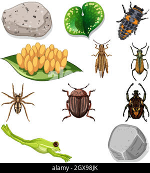 Différents types d'insectes avec des éléments de la nature Illustration de Vecteur