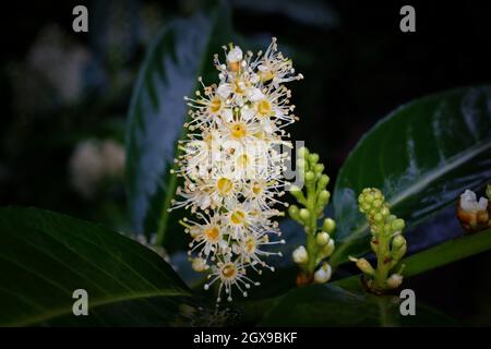 Prunus laurocerasus L. inflorescences de Laurier cerisier avec bourgeons et fleurs ouvertes Banque D'Images