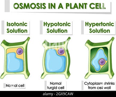 Schéma montrant l'osmose dans la cellule végétale Illustration de Vecteur