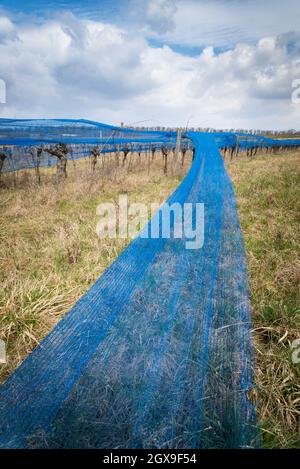 Blue web dans un vignoble du Burgenland Banque D'Images