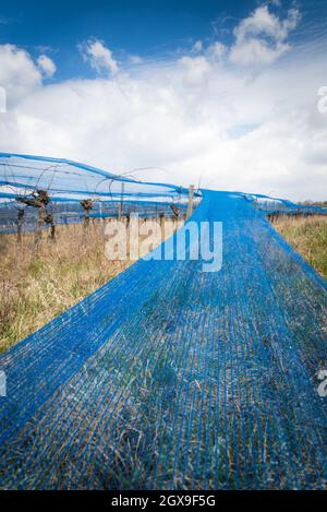 Blue web dans un vignoble du Burgenland Banque D'Images