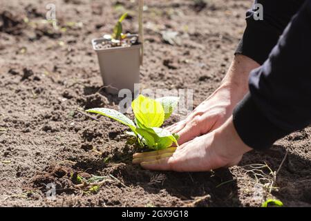 Deux mains d'homme planter un jeune arbre ou plante tout en travaillant dans le jardin, l'ensemencement et la plantation et la culture, les mains d'agriculteurs s'occupent de la nouvelle vie, l'environnement Banque D'Images