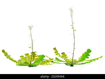 Rendu 3D des bergers porte-monnaie ou plantes Capsella bursa pastoris isolé sur fond blanc Banque D'Images
