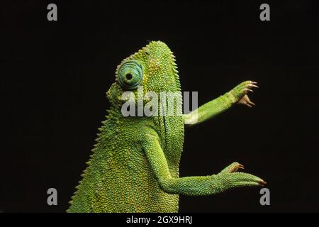 Nairobi, Kenya. 26 septembre 2021. Le Chameleon d'Elliot, connu scientifiquement sous le nom de Trioceros ellioti vu étirage, ils ont deux appendices de doigt sur chaque pied, Et chaque pied a cinq griffes deux sur un ''orteil' et trois sur l'autre dans une ferme dans le village de Kitumba.The Elliot's Chameleon est une des espèces charmantes, originaire de l'Afrique de l'est. Les mâles et les femelles portent certaines caractéristiques qui les rendent désirables, à part leur couleur et leur forme. Il s'agit d'un caméléon relativement petit que l'on trouve naturellement dans des pays d'Afrique de l'est comme la Tanzanie, l'Ouganda, le Kenya, le Congo, le Rwanda, Burundi et Soudan du Sud. Banque D'Images