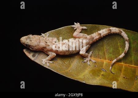 Nairobi, Kenya. 26 septembre 2021. Un lézard Gecko sauvage vu se détendre sur une feuille dans une ferme dans le village de Kitumba.Geckos sont nocturnes, ce qui signifie qu'ils sont actifs la nuit, mais jour geckos sont actifs pendant la journée et grignoter sur les insectes, les fruits, et le nectar de fleur. La plupart des geckos n'ont pas de paupières mobiles. Ils ont une paupière transparente, qu'ils gardent propre en léchant avec leurs languettes. (Image de crédit : © Boniface Muthoni/SOPA Images via ZUMA Press Wire) Banque D'Images