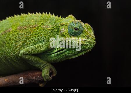 Nairobi, Kenya. 27 septembre 2021. Le Chameleon d'Elliot, connu scientifiquement sous le nom de Trioceros ellioti, s'accroche à une branche dont les pieds sont serrés dans une ferme du village de Kitumba. Le Chameleon d'Elliot est une des espèces charmantes, originaire d'Afrique de l'est. Les mâles et les femelles portent certaines caractéristiques qui les rendent désirables, à part leur couleur et leur forme. Il s'agit d'un caméléon relativement petit que l'on trouve naturellement dans des pays d'Afrique de l'est comme la Tanzanie, l'Ouganda, le Kenya, le Congo, le Rwanda, Burundi et Soudan du Sud. Le caméléon a différents autres noms communs tels que le Chameleon à gorge, à rayures latérales Banque D'Images