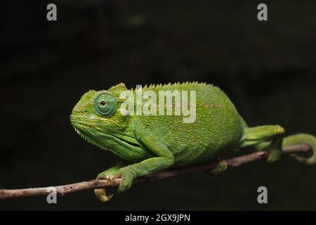 Nairobi, Kenya. 27 septembre 2021. Le Chameleon d'Elliot, connu scientifiquement sous le nom de Trioceros ellioti, s'accroche à une branche avec sa queue courue dans une ferme du village de Kitumba. Le Chameleon d'Elliot est une des espèces charmantes, originaire d'Afrique de l'est. Les mâles et les femelles portent certaines caractéristiques qui les rendent désirables, à part leur couleur et leur forme. Il s'agit d'un caméléon relativement petit que l'on trouve naturellement dans des pays d'Afrique de l'est comme la Tanzanie, l'Ouganda, le Kenya, le Congo, le Rwanda, Burundi et Soudan du Sud. Le caméléon a différents autres noms communs tels que le Chameleon à gorge, à rayures latérales Banque D'Images