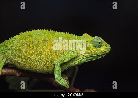 Nairobi, Kenya. 26 septembre 2021. Le Chameleon d'Elliot, connu scientifiquement sous le nom de Trioceros ellioti, s'accroche à une branche d'une ferme dans le village de Kitumba. Le Chameleon d'Elliot est l'une des espèces charmantes, originaire d'Afrique de l'est. Les mâles et les femelles portent certaines caractéristiques qui les rendent désirables, à part leur couleur et leur forme. Il s'agit d'un caméléon relativement petit que l'on trouve naturellement dans des pays d'Afrique de l'est comme la Tanzanie, l'Ouganda, le Kenya, le Congo, le Rwanda, Burundi et Soudan du Sud. Le caméléon a d'autres noms communs différents tels que le Chameleon à gorge, le Chameleon à rayures latérales ou le Chameleon d'Elliot Banque D'Images