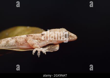 Nairobi, Kenya. 26 septembre 2021. Un lézard Gecko sauvage vu se détendre sur une feuille dans une ferme dans le village de Kitumba.Geckos sont nocturnes, ce qui signifie qu'ils sont actifs la nuit, mais jour geckos sont actifs pendant la journée et grignoter sur les insectes, les fruits, et le nectar de fleur. La plupart des geckos n'ont pas de paupières mobiles. Ils ont une paupière transparente, qu'ils gardent propre en léchant avec leurs languettes. (Photo de Boniface Muthoni/SOPA Images/Sipa USA) Credit: SIPA USA/Alay Live News Banque D'Images