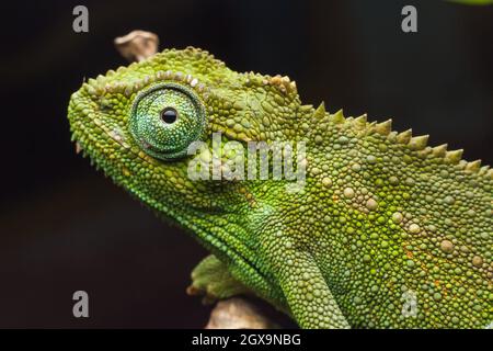 Le Chameleon d'Elliot, connu scientifiquement sous le nom de Trioceros ellioti vu étirant, les paupières sont fusionnées, laissant seulement un trou d'épingle ouvert sur la pupille. Ils sont capables de déplacer chaque œil indépendamment de l'autre, mais ils se concentreront les deux yeux dans la même direction lorsqu'ils apercevront des proies, dans une ferme du village de Kitumba.The Elliot's Chameleon est l'une des espèces charmantes, indigènes de l'Afrique de l'est. Les mâles et les femelles portent certaines caractéristiques qui les rendent désirables, à part leur couleur et leur forme. Il s'agit d'un caméléon relativement petit que l'on trouve naturellement dans des pays d'Afrique de l'est comme la Tanzanie, l'Ouganda, le Kenya, le Co Banque D'Images