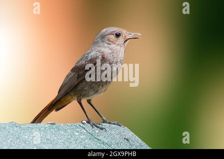 une femme redstart noire à la recherche de nourriture Banque D'Images