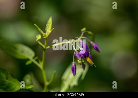 Fleurs de Solanum dulcamara poussant au champ, gros plan Banque D'Images