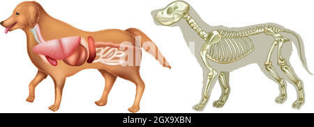 Anatomie et squelette du chien Illustration de Vecteur