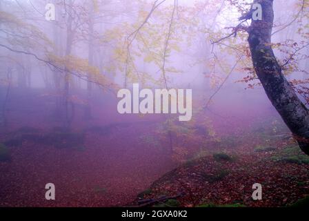 Brouillard dans une forêt de hêtre d'automne dans la forêt d'Irati. Navarre. Espagne Banque D'Images