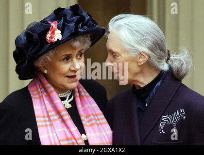 L'actrice renommée Joan Plowright (à gauche) rencontre Jane Goodall, la plus grande autorité au monde sur les chimpanzés, après qu'ils ont tous deux fait des Dames par le Prince de Galles au Palais de Buckingham à Londres.Dame Joan, veuve de Lord Olivier, est considérée comme l'une des plus grandes actrices de sa génération.Â Anwar Hussein/allactiondigital.com Banque D'Images